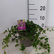 Vinca minor 'Atropurpurea' 30-40 cm P15