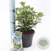 Viburnum tinus 25-30 cm 2,0L