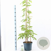 Wisteria sinensis 'Alba' 120-130 cm 7,5L piramide
