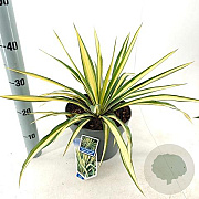 Yucca filamentosa 'Color Guard' 30-40 cm 5,0L