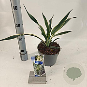 Yucca gloriosa 'Variegata' 25-30 cm 2,0L