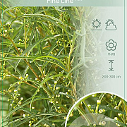 Frangula alnus Fine Line 100-125 cm 10L