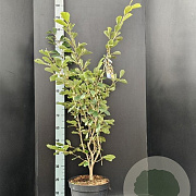 Hamamelis int. 'Arnold Promise' 100-125 cm 15L