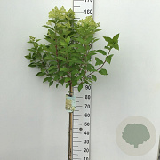 Hydrangea pan. 'Limelight' 100 cm stam 7,5L