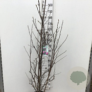 Magnolia 'Susan' 150-175 cm 15L