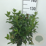 Viburnum tinus 90 cm stam 5,0L