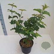 Acer davidii 60-80 cm 6L meerstammig
