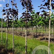 Acer plat. 'Royal Red' 8-10 HO draadkluit