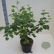 Betula papyrifera 60-80 cm 6L meerstammig