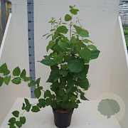 Cercidiphyllum japonicum 60-80 cm 6L meerstammig