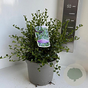 Ceanothus 'Skylark'/ Victoria 30-40 cm 5,0L