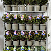 Cuphea hyssopifolia 30-40 cm 5,0L