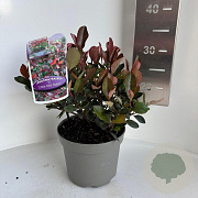 Photinia fraseri 'Little Red Robin' 20-25 cm P17
