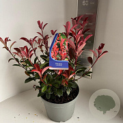 Photinia fraseri Carré Rouge 40-45 cm 5,0L
