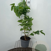 Heptacodium miconioides 60-80 cm 5,0L