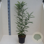 Styphnolobium japonicum 80-100 cm 6L meerstammig