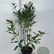 Euonymus europaeus 'Red Cascade' 60-80 cm 3,0L