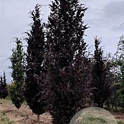 Fagus sylvatica 'Red Obelisk' 10-12 cm container geveerd