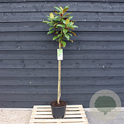 Magnolia grandiflora 80 cm stam 12L