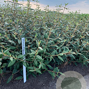 Viburnum 'Pragense' 80-100 cm met kluit