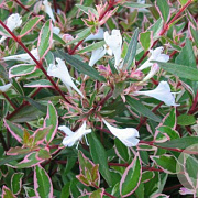 Abelia grandifl. Confetti 60-80 cm 20L