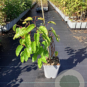 Actinidia a. 'Domino' 50-60 cm 3,0L