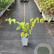 Actinidia a. 'Geneva' GM C1.5