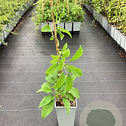 Actinidia a. 'Issai' 50-60 cm C1.5