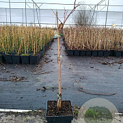 Actinidia a. 'Ken's Red' 50-60 cm 3,0L