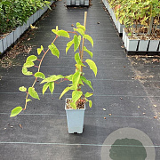 Actinidia a. 'Ken's Red' GM C1.5