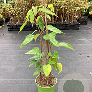 Actinidia a. 'Super Jumbo' GM C3