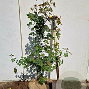 Acer campestre 100-125 cm met kluit