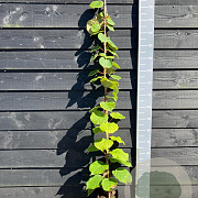 Actinidia deliciosa 'Jenny' 150-175 cm vierkant rond 5,5L
