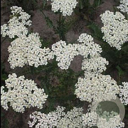 Achillea fil. 'Heinrich Vogeler' GM P9