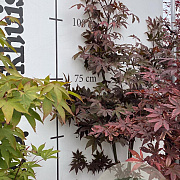 Acer pal. 'Bloodgood' 100-125 cm met kluit