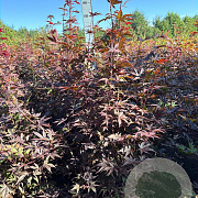 Acer pal. 'Bloodgood' 125-150 cm met kluit