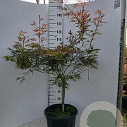 Acer pal. 'Garnet' 80-100 cm 2,5L