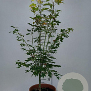 Acer pal. 'Osakazuki' 100-125 cm 15L