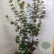 Acer pal. 'Osakazuki' 125-150 cm 15L