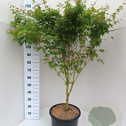 Acer pal. 'Sangokaku' 100-125 cm 20L
