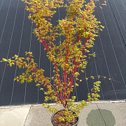 Acer pal. 'Sangokaku' 125-150 cm 20L