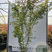 Acer pal. 'Sangokaku' 150-175 cm 25L