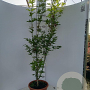 Acer shirasawanum 'Jordan' 125-150 cm 15L