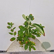 Amelanchier lamarckii 80-100 cm 4,5L
