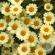 Anthemis hyb. 'E.C. Buxton' GM P9