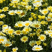 Anthemis tinctoria 'Lemon Ice' GM P9