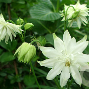 Aquilegia v. 'White Barlow' GM P9