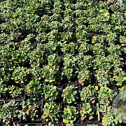 Arabis caucas. 'Snowcap' GM P9