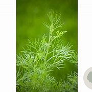 Artemisia maritima 'Coca-cola' GM P9