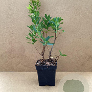 Arbutus unedo 'Atlantic' 40-60 cm 3,0L